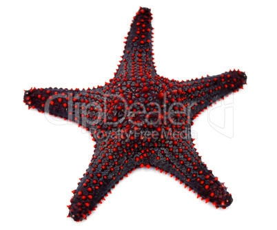 Red starfish