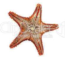 Starfish underside