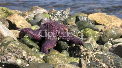 Wasp On A Purple Starfish