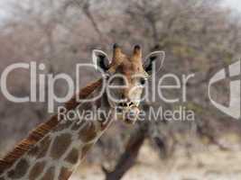 Giraffe