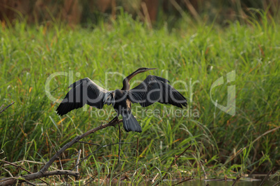 Afrikanischer Schlangenhalsvogel (Anhinga melanogaster rufa)