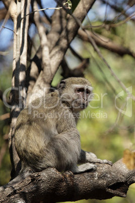 Südliche Grünmeerkatze (Cercopithecus pygerythrus)