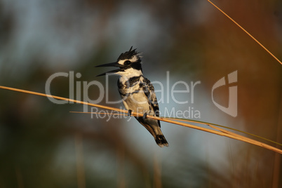 Graufischer (Ceryle rudis)