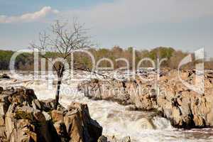 Gaunt tree in front of Great Falls