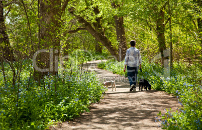 Lady with dogs on path in Bluebells