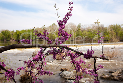 Close-up of red blossoms by Potomac Dam