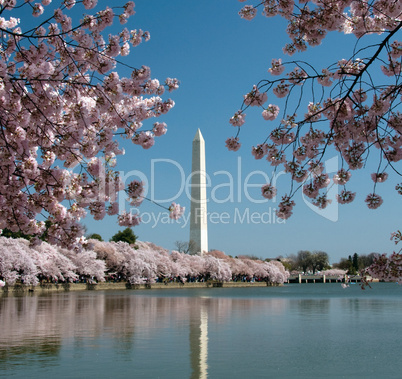 Washington Monument reflected in tidal basin