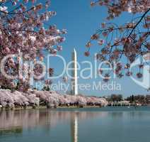 Washington Monument reflected in tidal basin