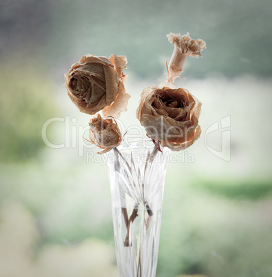 Old dried roses in a glass vase