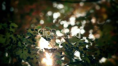 Light through leaves