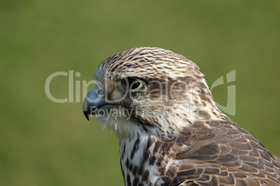 Sakerfalke (Falco cherrug)