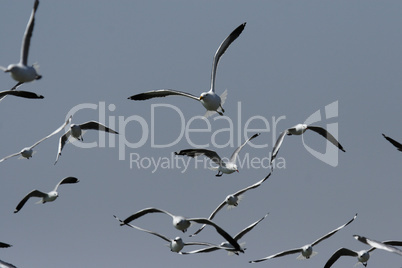 Weißkopflachmöwen (Larus hartlaubii)