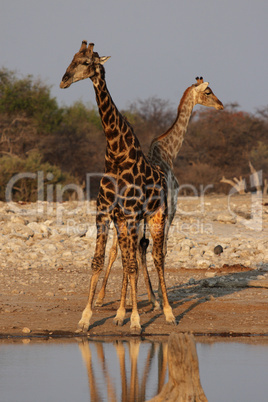 Zwei Giraffen