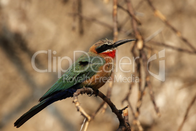 Weißstirnbienenfresser (Merops bullockoides)