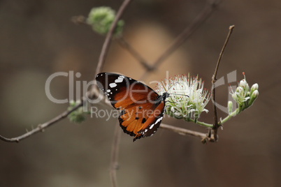 Afrikanischer Monarch (Danaus chrysippus)