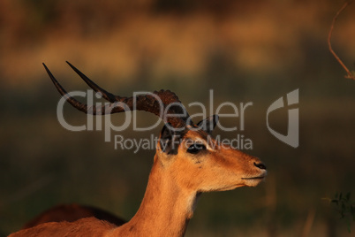 Impala (Aepyceros melampus)