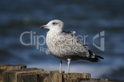 Junge Silbermöwe (Larus argentatus)