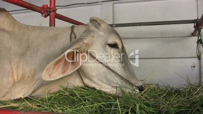 Asian Cow Eating Green Grass