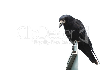 Isolated Crow