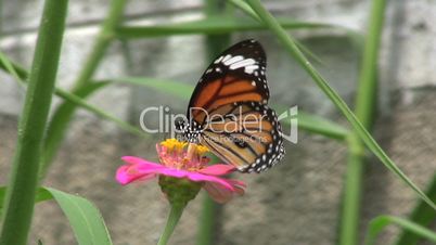 Butterfly On Flower - Slow Motion