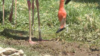flamingos feeding on lake