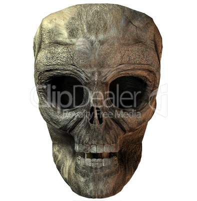 3D skull