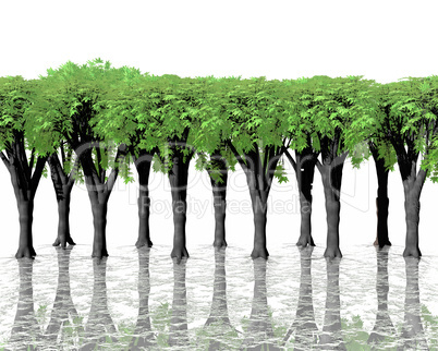 green trees in water with reflection on white back