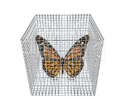 butterfly in birdcage isolated on white