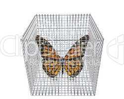 butterfly in birdcage isolated on white
