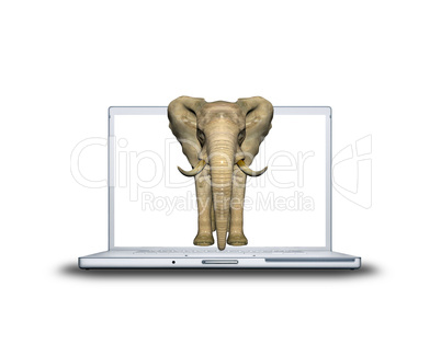 3D elephant on laptop