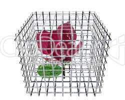 red rose in birdcage
