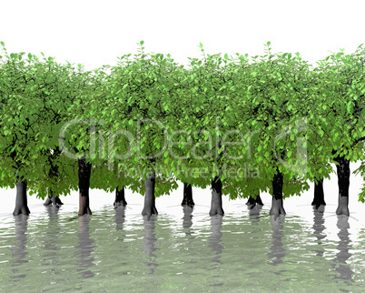 green trees in water with reflection on white back