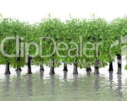 green trees in water with reflection on white back