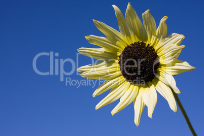 White Sunflower, Blue Sky