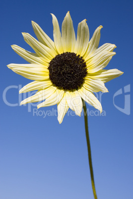 White Sunflower, Blue Sky