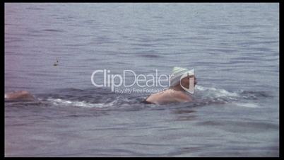 Frau schwimmt in See (8 mm-Film)