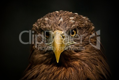Portraitaufnahme eines Adlers