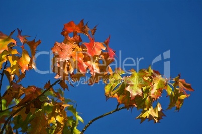 Herbstliche Farben der Blätter