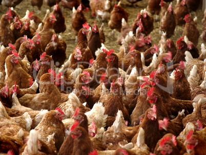 Jede Menge Hühner in einer Gruppe