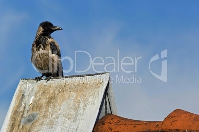 Eine stattliche Krähe sitzt auf dem Dachsims und schaut interessiert