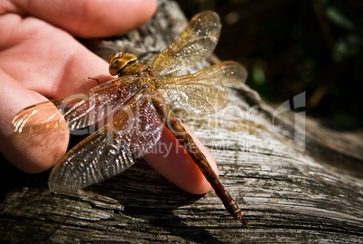 Libelle ruht sich auf der Hand eines Kindes aus