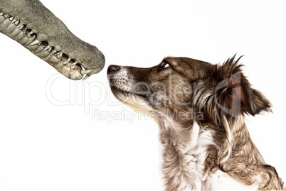 Ein Hund und eine Krokodilschnauzen gegenüber