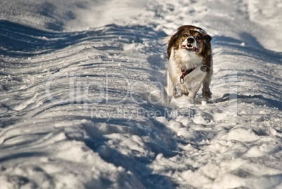Hund läuft voller Energie über den Schnee