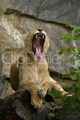 Löwe sitzt auf dem Felsen und gähnt vor Müdigkeit