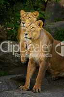 Zwei Löwinnen sitzen aufmerksam nebeneinander und beobachten