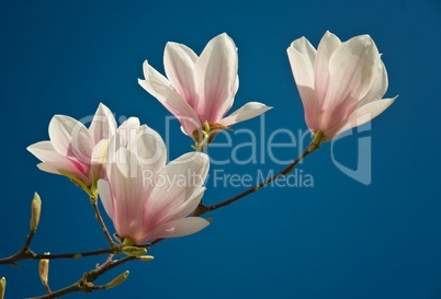 Magnolienblüte involler Pracht vor blauem Himmel