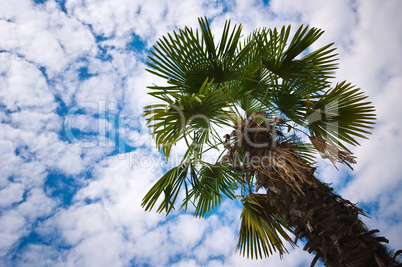 Tropische Palme unter blauen Himmel mit Schäfchenwolken