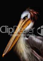 Pelikan Portrait mit Glanz und Lichtreflexen