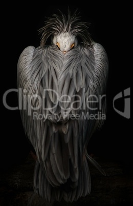 Pelikan Portrait mit Glanz und Lichtreflexen in Ruheposition