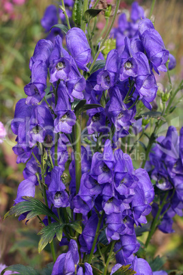 Blüten des Blauen Eisenhuts (Aconitum napellus)
